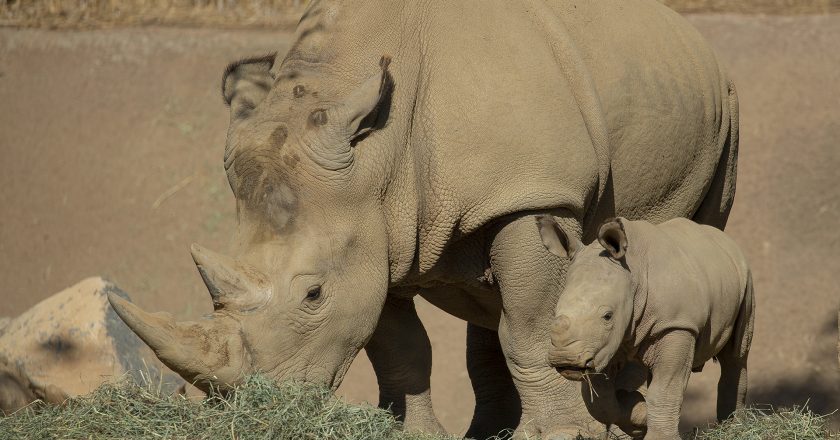 Una Cría de Rinoceronte Blanco del sur de Seis Semanas de Edad en el Safari Park del Zoológico de San Diego “Carga” en el Día Mundial del Rinoceronte con un Nuevo Nombre