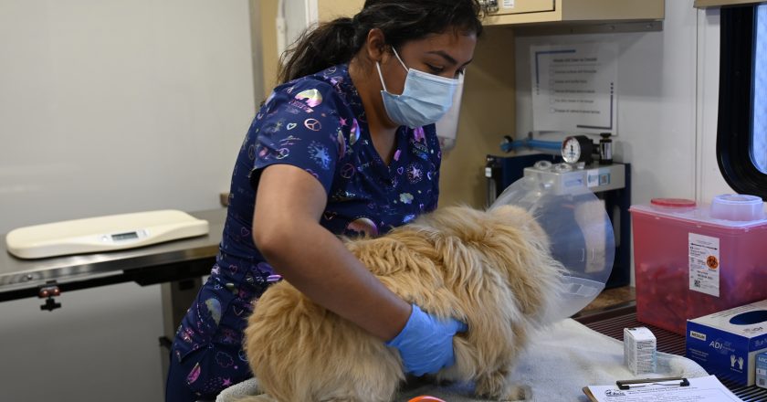 Pets Without Walls: Bridging Healthcare for Homeless Pets in San Diego