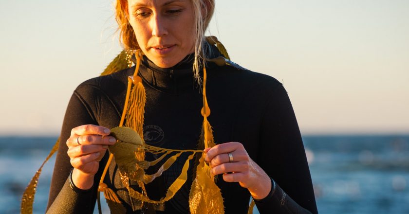 Institución de Oceanografía Scripps Presenta “Hold Fast”: Exploración Local de Bosques de Algas y Impacto Climático