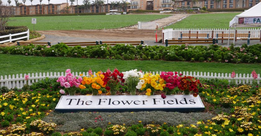 “La Tia” Visita Carlsbad Flower Fields, Uno de Los Lugares Icónicos de San Diego