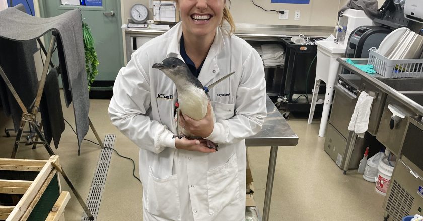 Birch Aquarium and Cincinnati Zoo Join Forces to Bolster the Little Blue Penguins Population in the U.S.