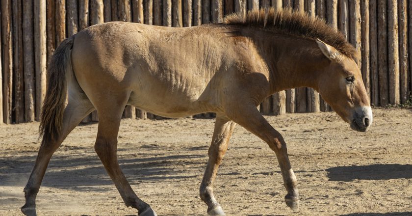 World’s Second Successfully Cloned Endangered Przewalski’s Horse Arrives to New Home at the San Diego Zoo Safari Park