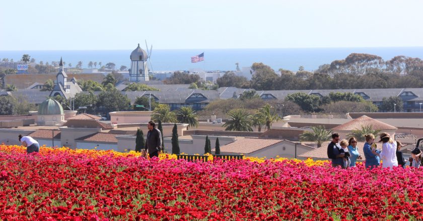 THE FLOWER FIELDS EN CARLSBAD, CALIFORNIA INVITA A TODOS A “VIVIR COLORIDAMENTE” CON LA REAPERTURA DE PRIMAVERA FIJADA PARA EL 1 DE MARZO DE 2023